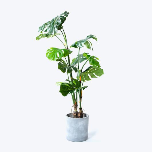 Fake green plant and pot Monstera-m